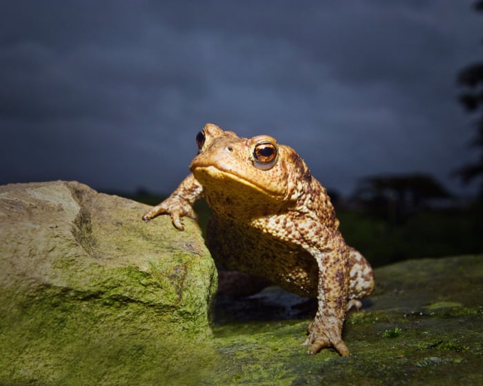 Common toad is becoming uncommon in UK, study shows