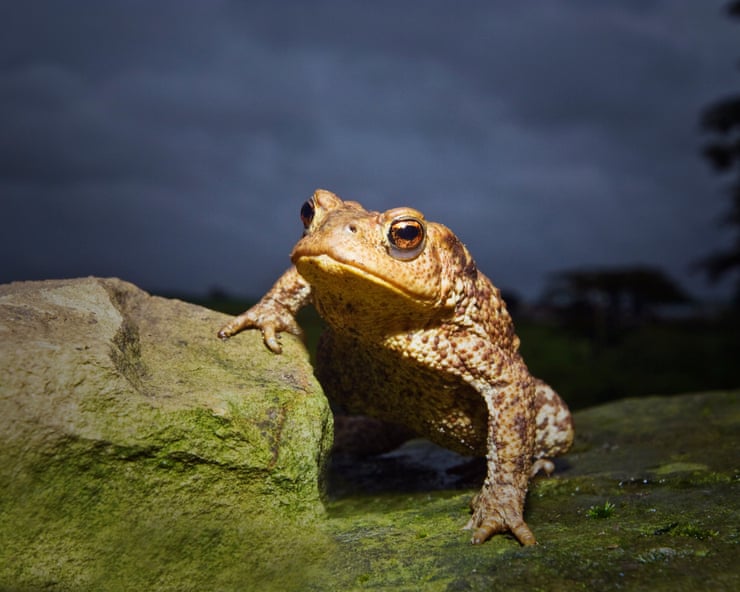 Common toad is becoming uncommon in UK, study shows Common toad is becoming uncommon in UK, study shows