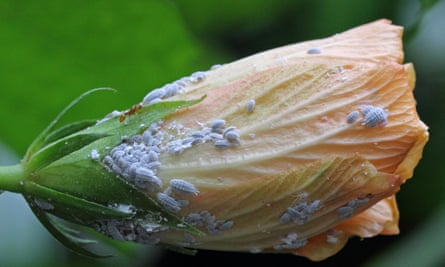 Mealybugs on a closed hibiscus flower.