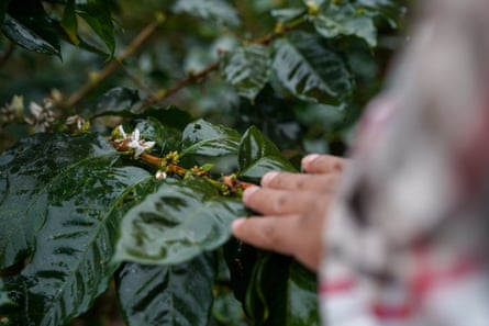 Jesús Guerra reaches out to touch a flowering branch of a coffee plant