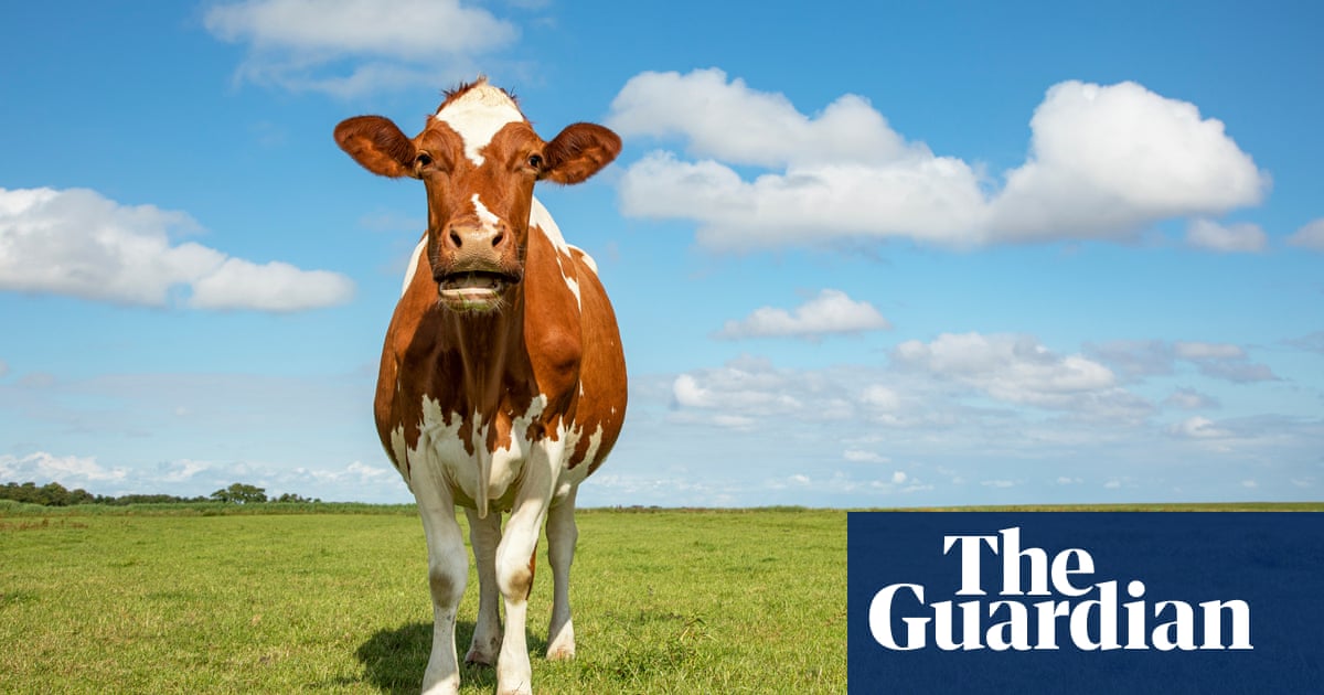 We shouldn’t have any beef with conscientious farmers  | Farming | The Guardian