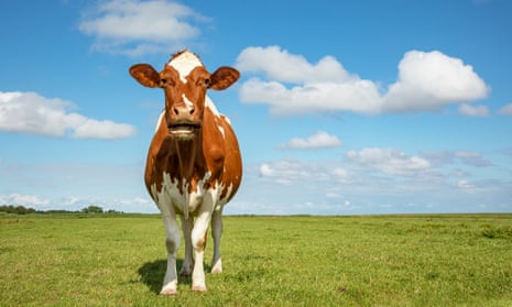 Cow in a field