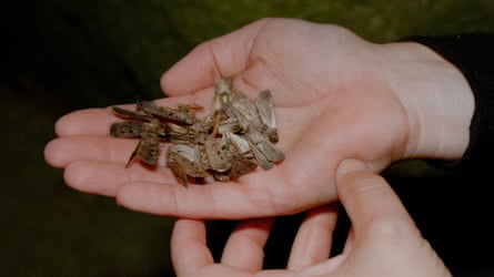 Person holding bogong moths in hand