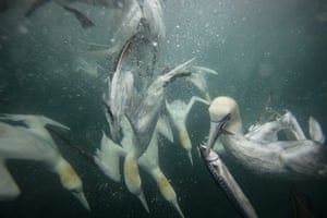 Gannets em seu mergulho mais dramático no Oceano Atlântico lutando entre si pela captura principal e disparando pela água. As fotos foram tiradas nas águas da costa da Ilha Shetland de Noss