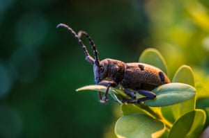 A brown beetle on a leaf in Corfu Greece.