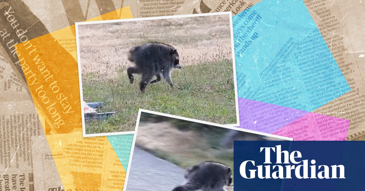 Who is Jimothy? Seven things you need to know about the internet’s favourite raccoon