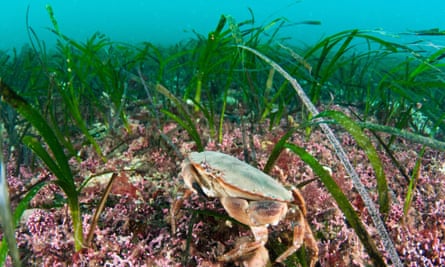 A seagrass bed off Orkney in Scotland
