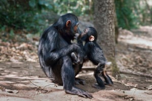 A baby and adult chimpanzee kiss in Tanzania