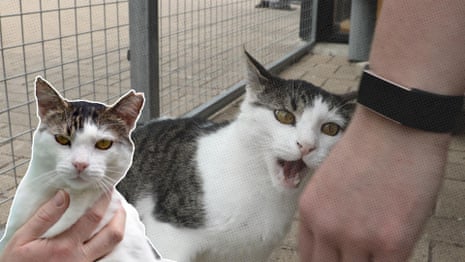 A dialogue with your pets? Do you really want a cat to say you look dog-rough today? | Coco Khan A dialogue with your pets? Do you really want a cat to say you look dog-rough today? | Coco Khan