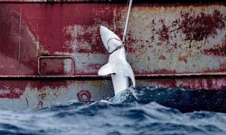 A large shark is hauled onboard a fishing ship