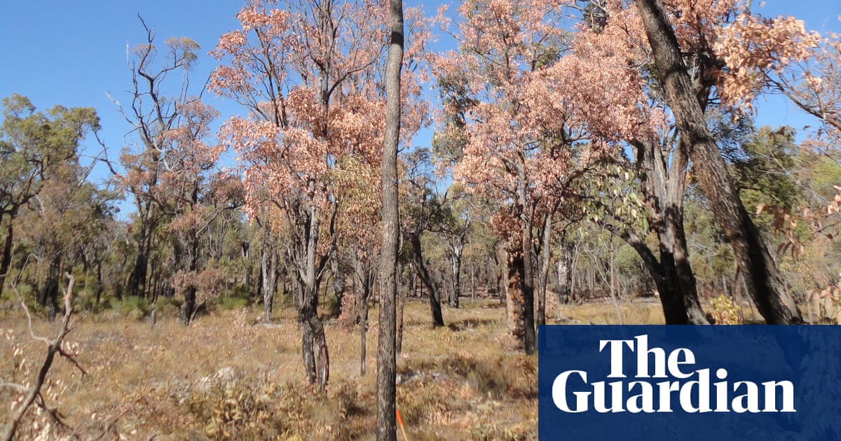 WA bans commercial native logging in move state says could save 20,000 sq km of forest