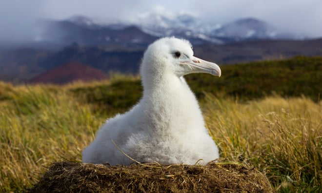 ‘They started nibbling at its head’: the bold plan to rid an island of albatross-eating mice ‘They started nibbling at its head’: the bold plan to rid an island of albatross-eating mice
