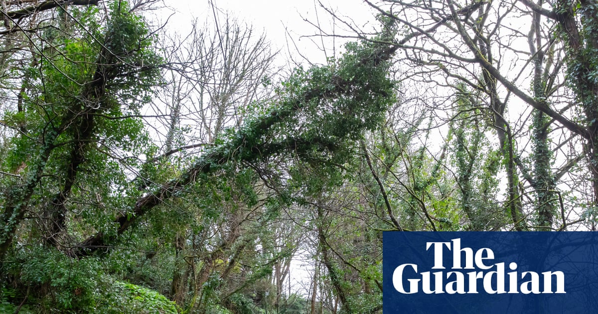 ‘Cornwall niet veerkrachtig genoeg’: steden kampen met breedbandstoring na storm Goretti | Cornwall