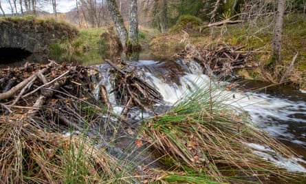 A beaver dam during a period of high flow.