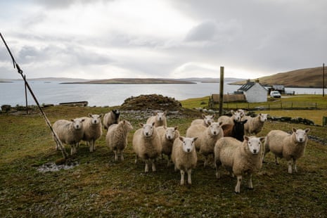 Sheep on a small croft with flat islands in the backgroun