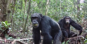 Cheer! Two male chimpanzees eat the plum-like fruit of the evergreen Parinari excelsa tree at Tai National Park in the Ivory Coast. A study has found chimpanzees’ enthusiasm for guzzling ripe fruit puts their ethanol intake at about 14g per day, the equivalent of a half pint of beer a day