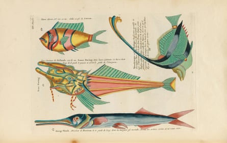 Colourful, annotated, illustrations of fish.