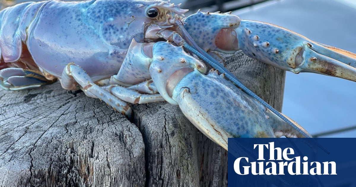 Rare ‘cotton candy lobster’ seeks home after rescue by Maine fisherman