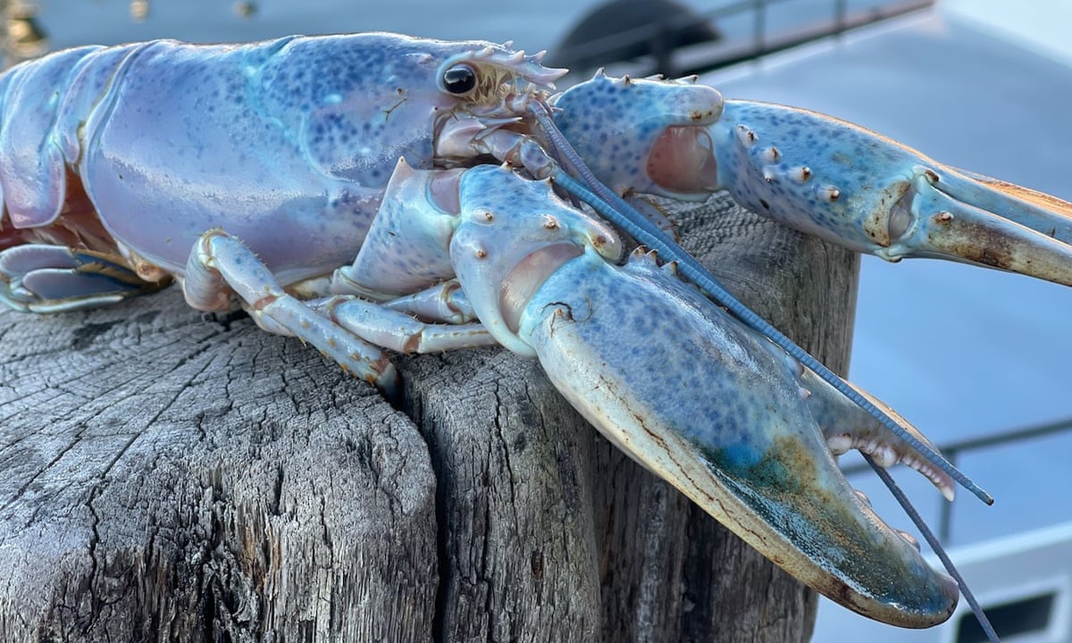 Rare 'cotton candy lobster' seeks home after rescue by Maine fisherman |  Maine | The Guardian