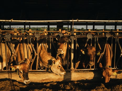 Cows feed from their pens in afternoon sunlight