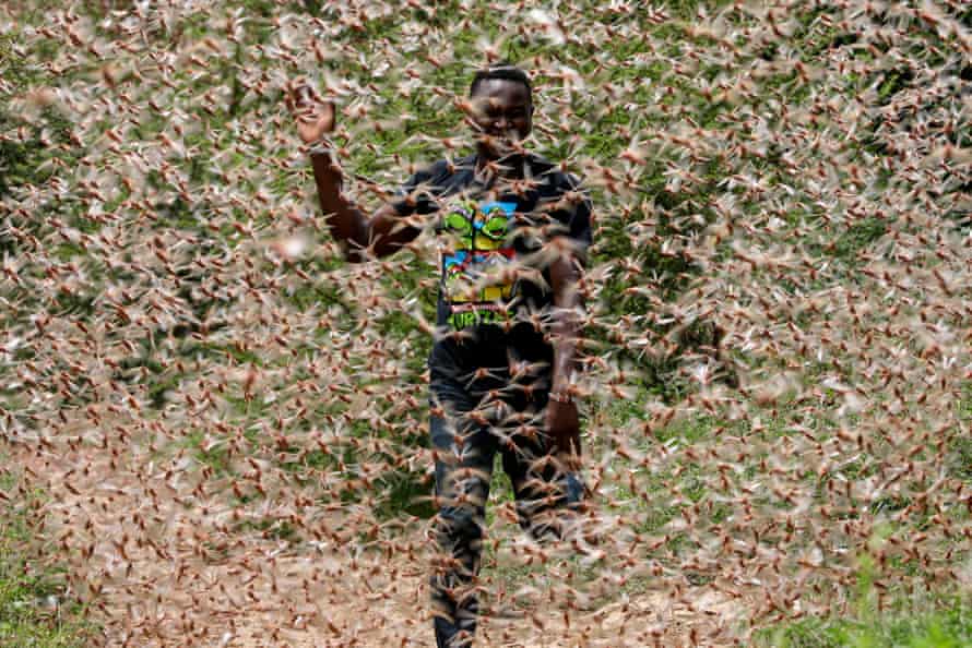locusts swarm farmer in Kenya