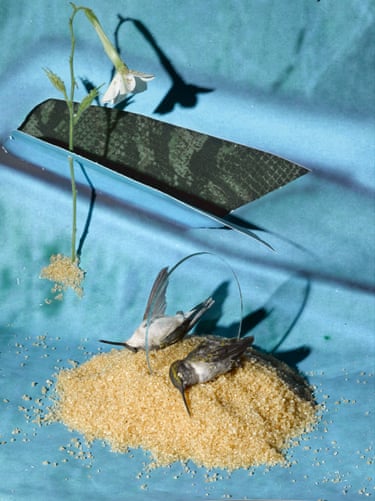 Birds next to a flower against a blue background