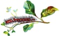 Illustration of the yellow-tail moth caterpillar