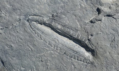 Elongated oval fossil in grey rock