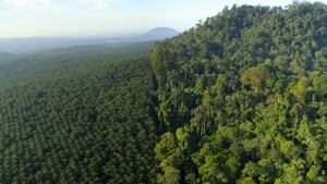 Intensive agriculture, such as this palm oil plantation in Borneo, has lead to a loss of biodiversity.