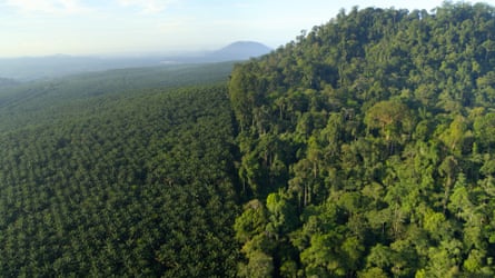 Intensive agriculture, such as this palm oil plantation in Borneo, has led to a loss of biodiversity.