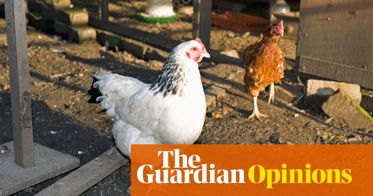 How To Keep Chickens In The Garden Life And Style The Guardian