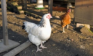 How To Keep Chickens In The Garden Life And Style The Guardian