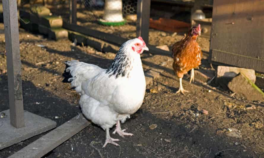 How To Keep Chickens In The Garden Gardens The Guardian