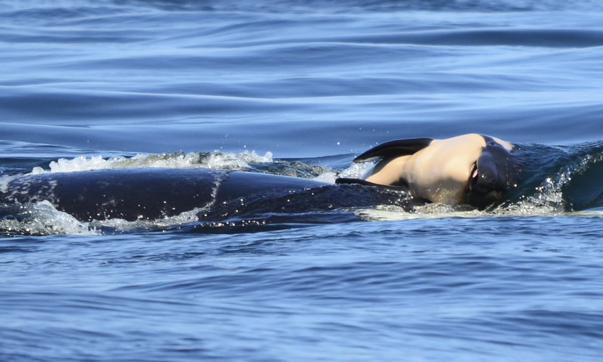 Orca mother finally abandons dead calf she carried for more than two weeks | Whales | The Guardian