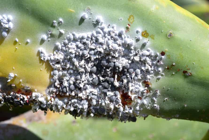 The cochineal is a hemipteran insect from which the carmine dye is extracted.