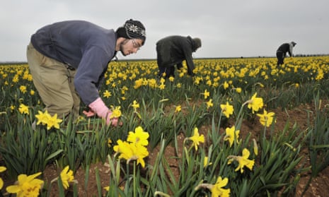 Migrants work in a field of daffodils at Nocton farm in Lincolnshire.