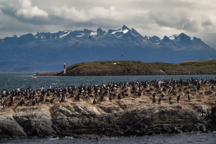Imperial cormorant in one island of the Beagle Channel in front Ushuaia.