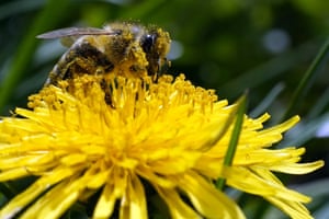 A bee searches for pollen on a flower during a sunny spring day in Belgrade, Serbia. A study published in the journal Nature says habitat loss from big agriculture and climate change are combining to threaten the world’s insects