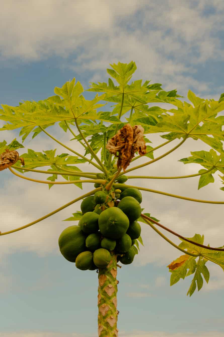 A green tree stretches toward the sky, fruit crowded on its trunk.