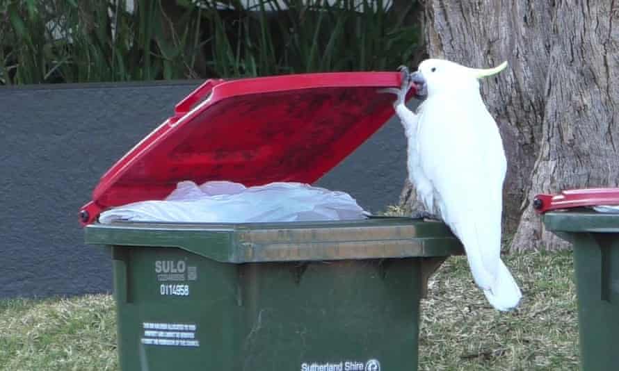 Opening a bin is a 'tricky' undertaking, requiring the use of claws ...