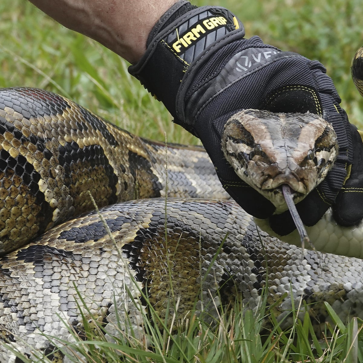 giant snakes in python bowl
