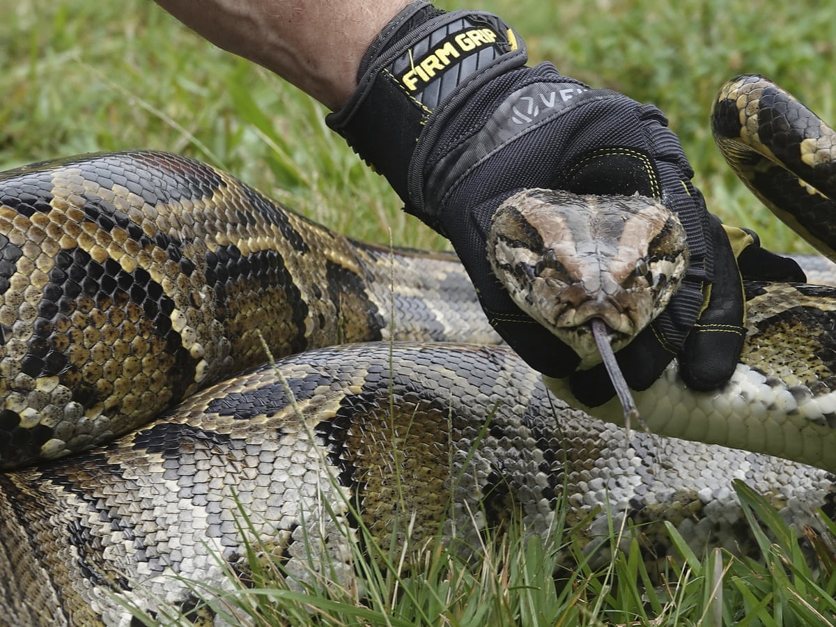 Pythons Eating People