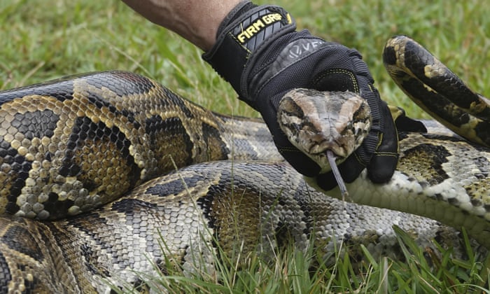 Giant Burmese Pythons Attack