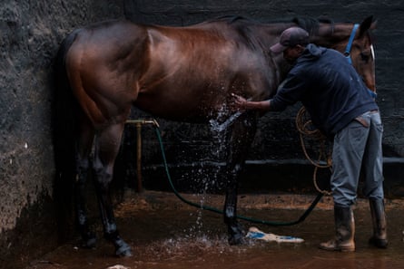 A groom washes a horse.