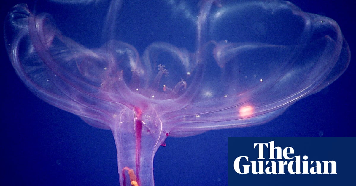 Discovered in the deep: the sea cucumber that lives a jellyfish life
