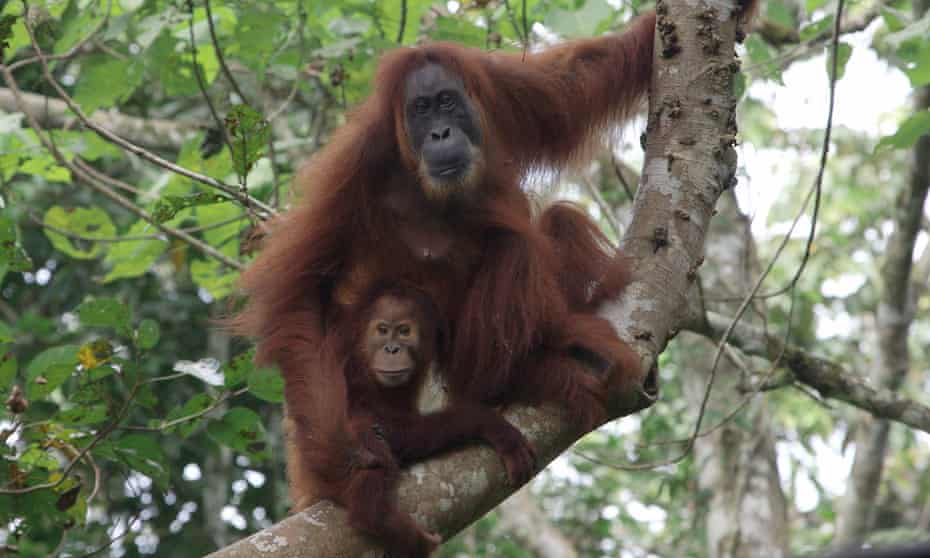 While much of the orangutan’s forest habitat is technically protected, illegal logging and uncontrolled burning are continual threats. 