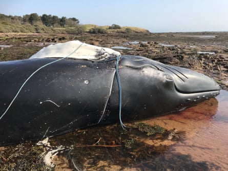 A dead whale lying on its side with ropes wrapped around it