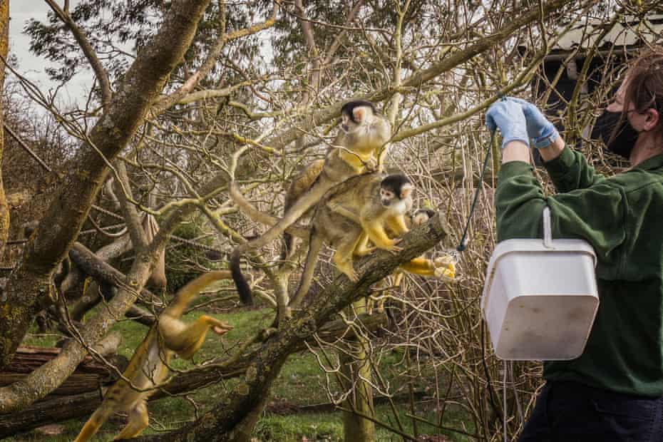 Bolivian squirrel monkeys at Whipsnade