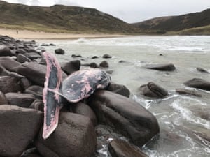 A baleia-de-bico-fêmea True foi encontrada em Kearvaig Bay, em Sutherland, nas Terras Altas da Escócia