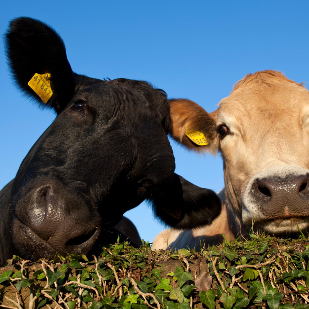 Tudder: the Tinder for cattle helping cows meet their ideal ...
